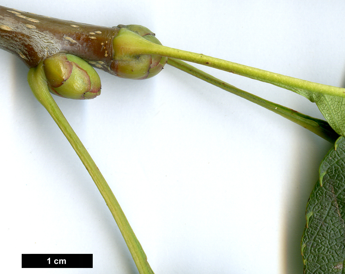 High resolution image: Family: Rosaceae - Genus: Sorbus - Taxon: verrucosa - SpeciesSub: var. subulata